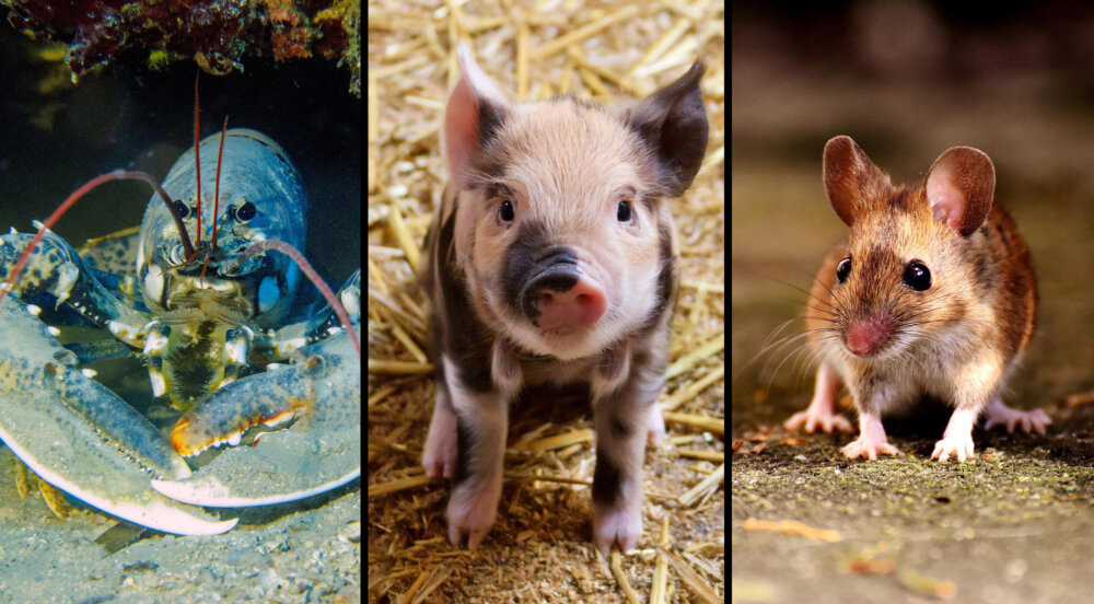 Three Bills That Protect Animals Have Just Become Law! Three Bills That Protect Animals Have Just Become Law!