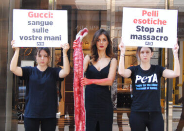 PETA Slams Gucci’s Exotic Skins Accessories in ‘Bloody’ Protest