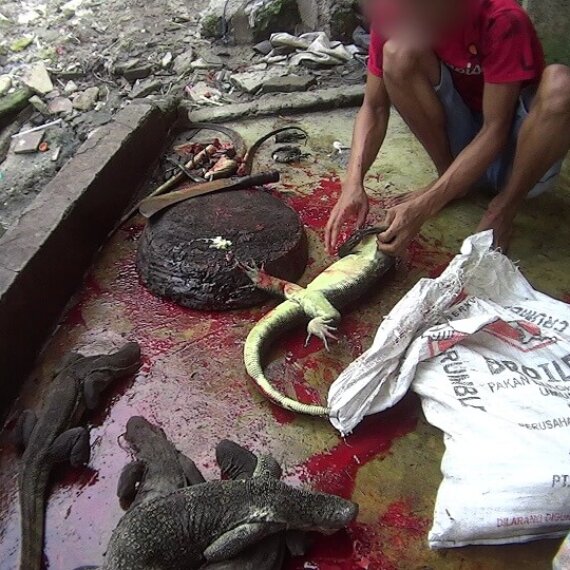 Wildlife Skins – Save Crocodiles From Being Skinned