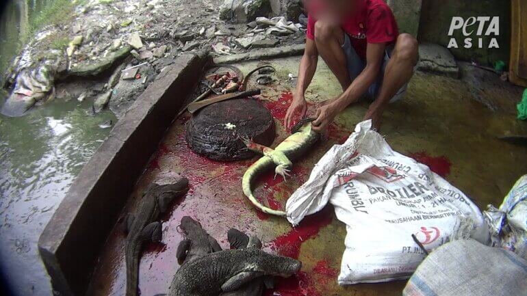 Gucci Lizard Investigation lizard decapitation 2 small