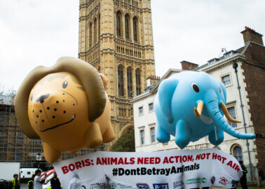 Boris: Animals Need Action, Not Hot Air, Says PETA