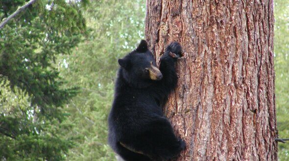 bear cub