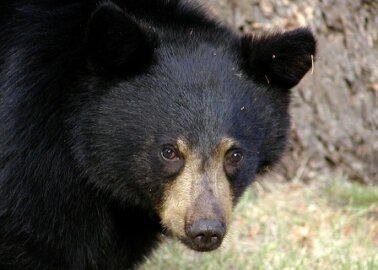 75% of Brits Consider Bearskin Caps a ‘Bad Use of Government Funds’