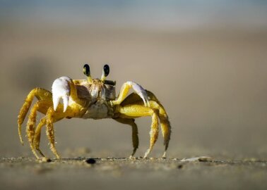 Will Salcombe Crab Festival Go Vegan?