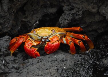 Liberate Rowing Language: Let’s Retire ‘Catching a Crab’