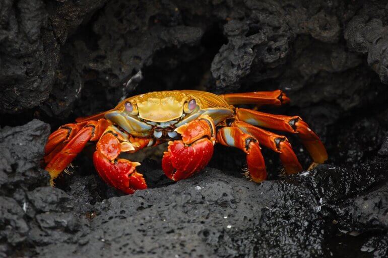 crab