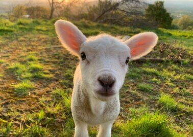 History in the Making! Animals to Be Recognised as Sentient Beings in the UK