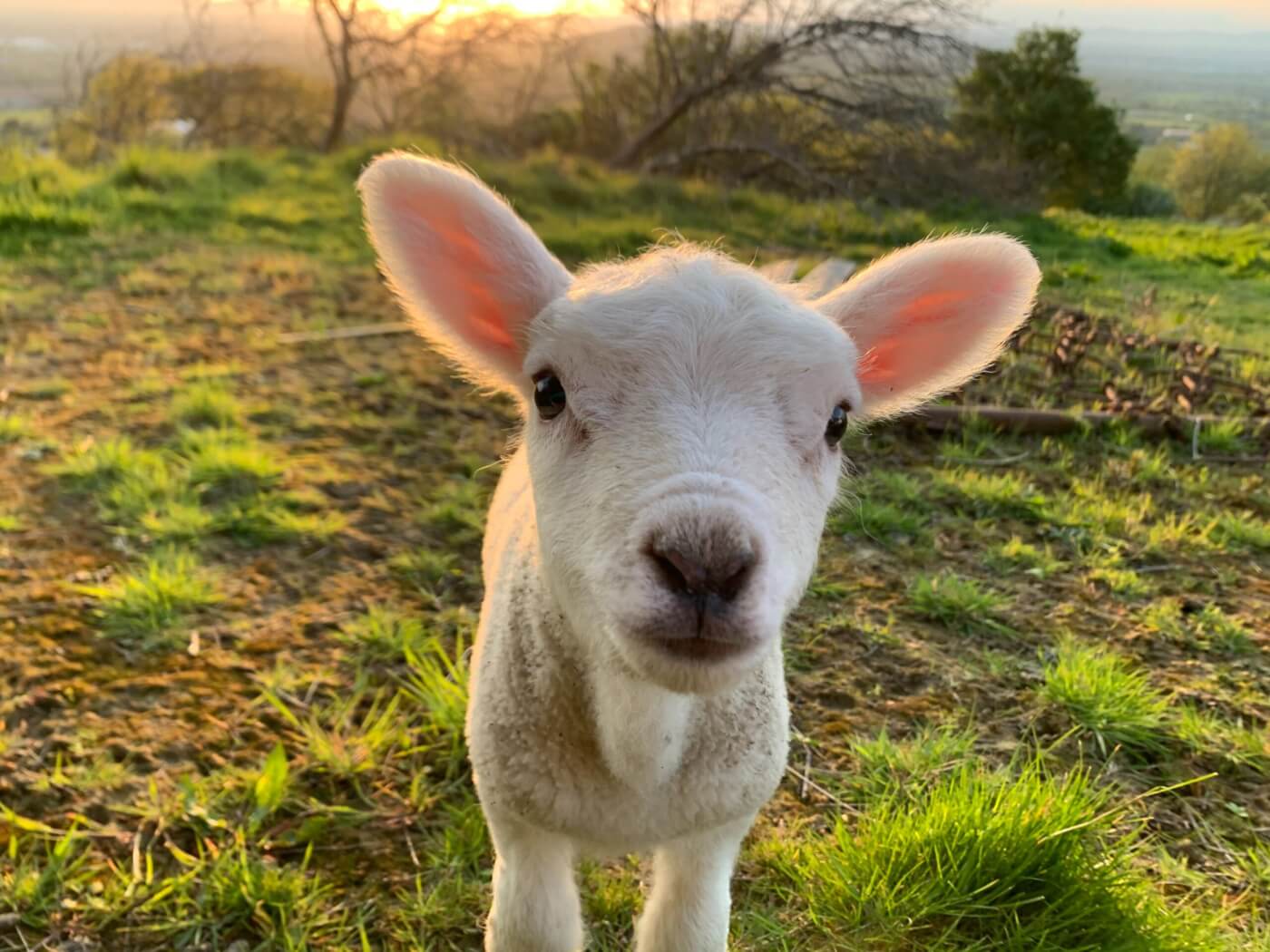 happy lamb unsplash scaled