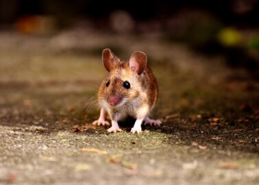 A Uni Down Under, the University of South Australia, Comes out on Top for Mice