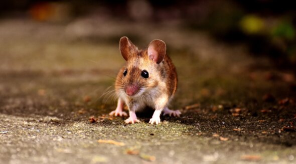 A Uni Down Under, the University of South Australia, Comes out on Top for Mice