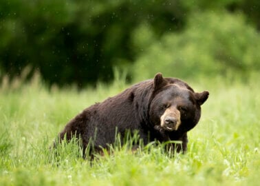 Wildlife Photographers to MoD: The Only Way Bears Should Be Shot Is Through a Lens