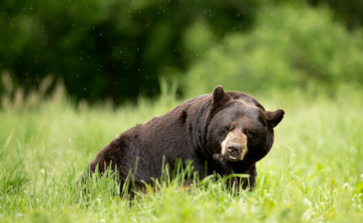 Black bear