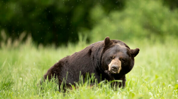 Black bear