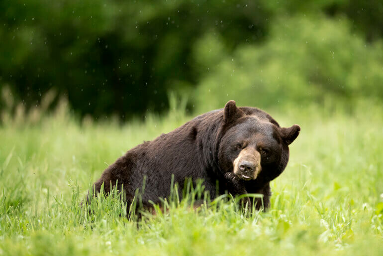 Black bear