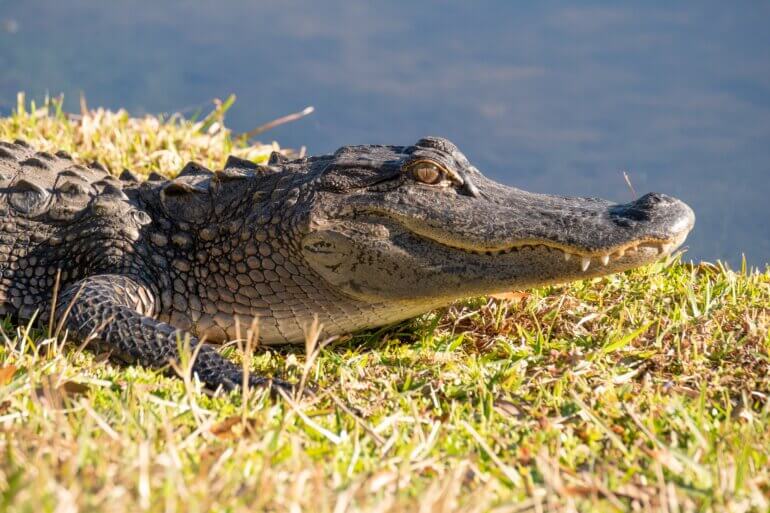 happy alligator unsplash