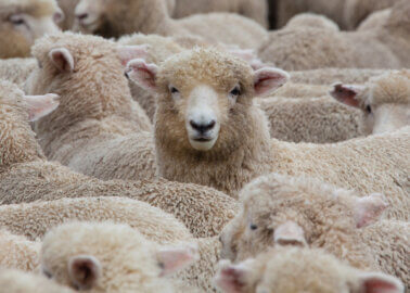 Australia to End Live Export of Sheep