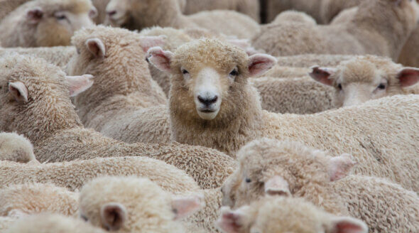 Australia to End Live Export of Sheep