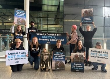 Heathrow Protest: PETA Is Urging EGYPTAIR to Ban Monkey Shipments