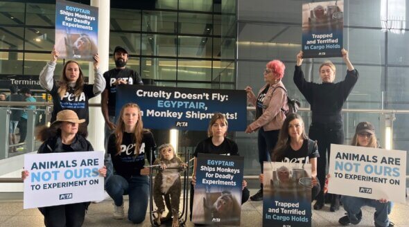 Heathrow Protest: PETA Is Urging EGYPTAIR to Ban Monkey Shipments
