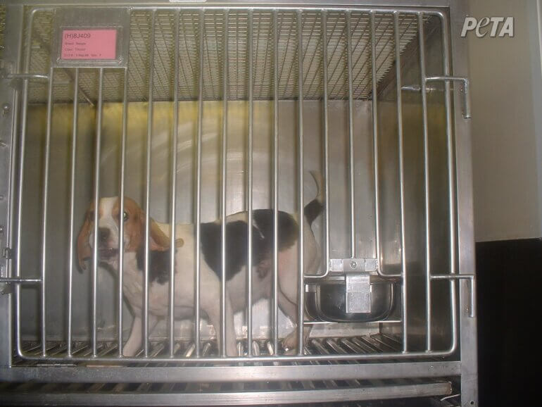 beagle in cage 3 viv dog max