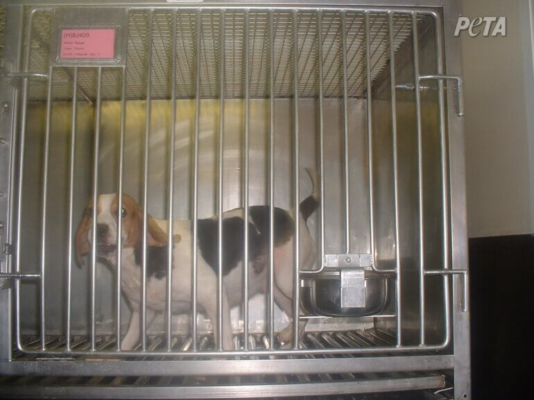 beagle in cage 3 viv dog max We Did It! European Citizens’ Initiative Validated With 1.2 Million Signatures