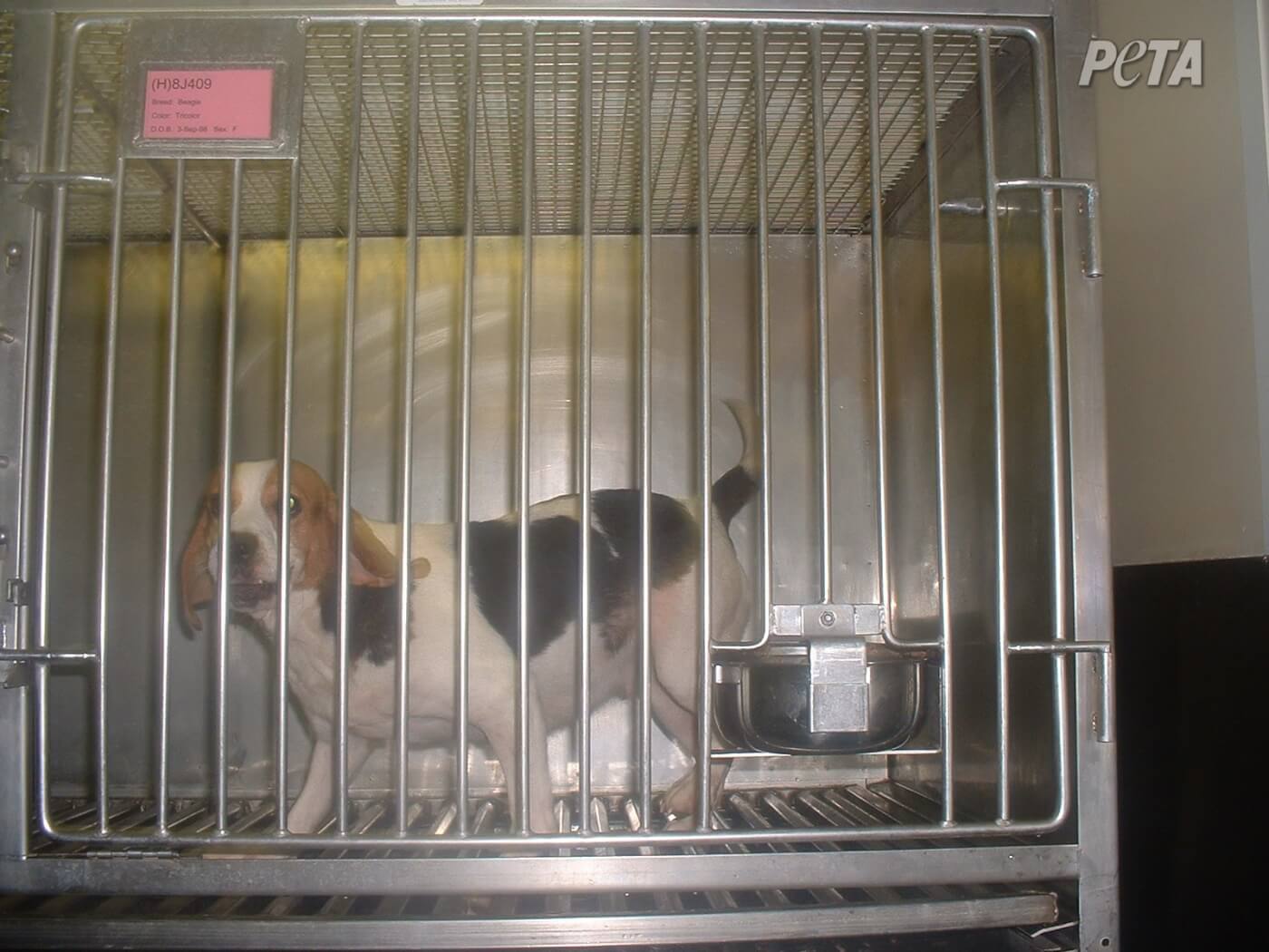 Turn It Off!' Celebs React to Shocking Animal Testing Video Turn It Off!' Celebs React to Shocking Animal Testing Video