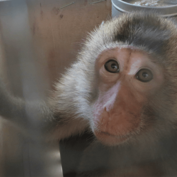 EGYPTAIR: Stop Shipping Monkeys to Their Deaths!