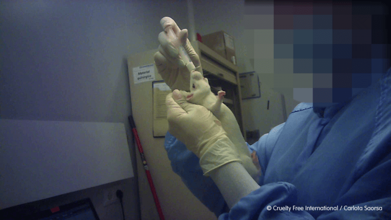 rat oral dosing animal testing experiment must credit