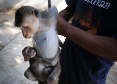 WATCH NOW: Importing Monkeys for Experiments Exposed