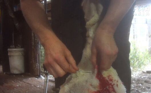 Vic Shearing Footage 2022 3