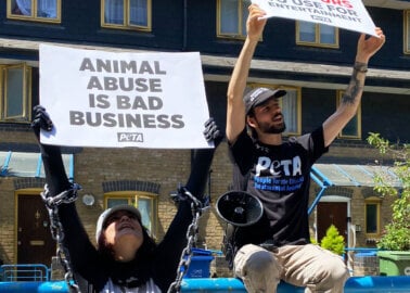 PETA Calls On ABTA to Reject Cetacean Captivity on World Orca Day