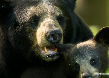 Bears Got Their Day in Parliament as House of Commons Debates the Use of Bearskin for Queen’s Guard’s Caps