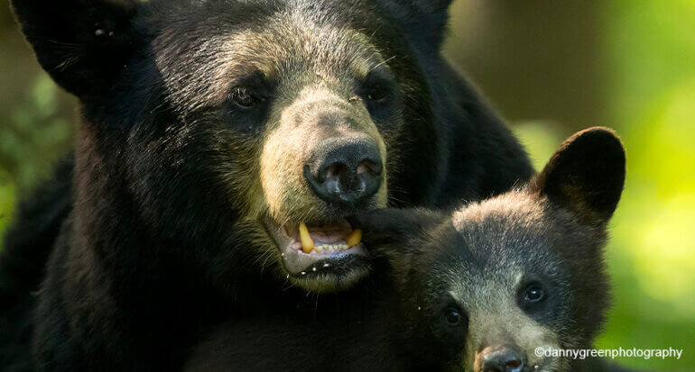 danny green photography credit black bears bear