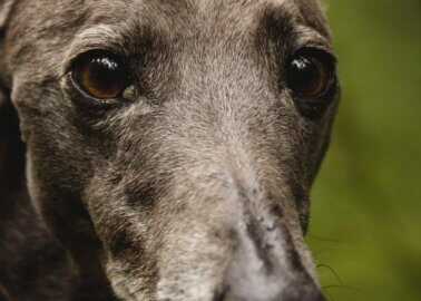 Miriam Margolyes Slams Greyhound Racing Ahead of Oxford City Council Debate