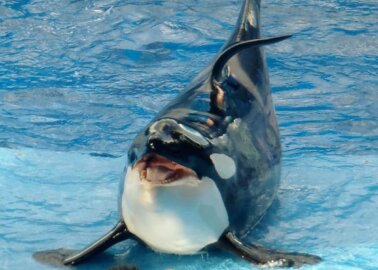 PETA’s Campaign to End TUI’s Support of Orca Abuse