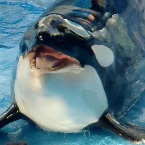 Urge Jet2holidays to Cut Ties With Dolphin Prisons