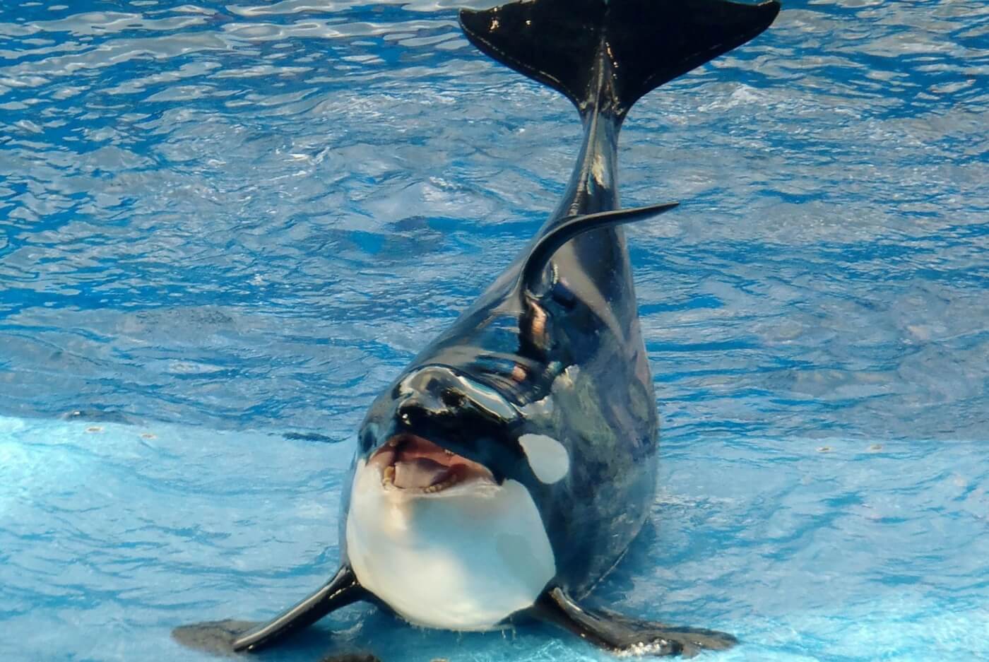 JET2 AA PIXABAY ORCA