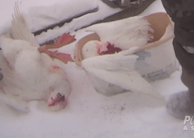Down Industry Exposed: ‘Responsible’ Standards See Geese Decapitated