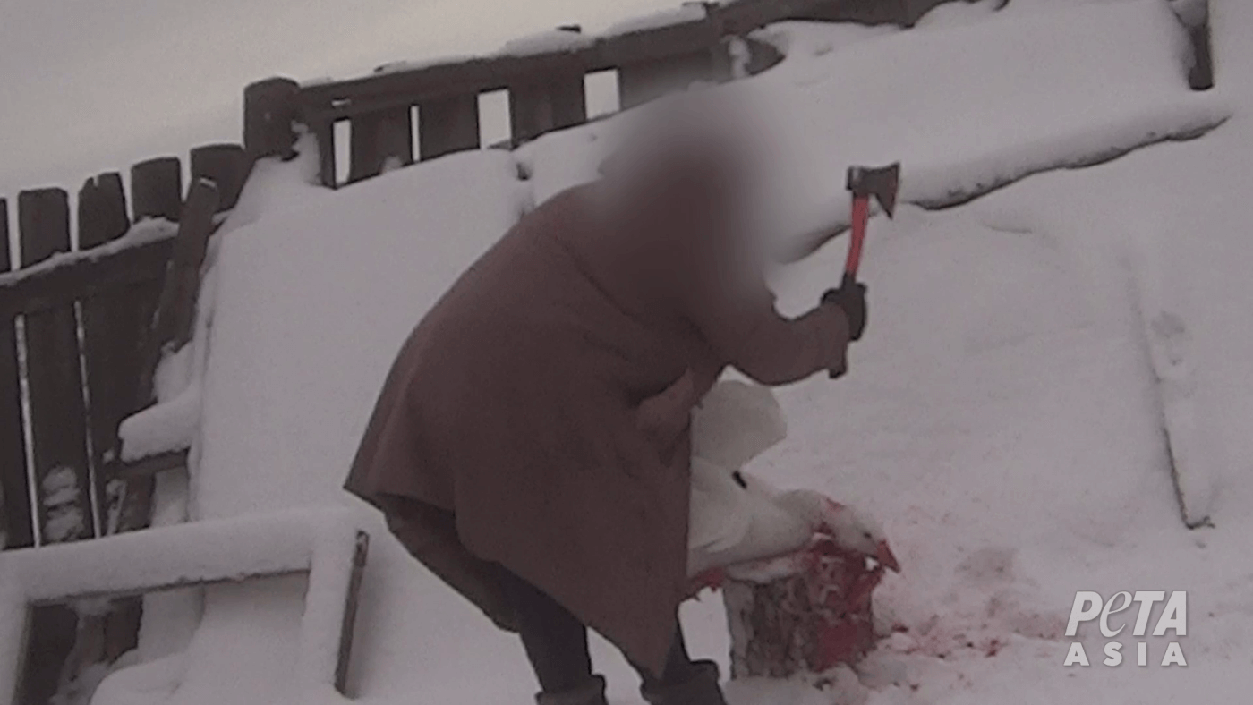 Russian Down Investigation Geese slaughter 5