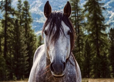 Palma, Mallorca, Says ‘Neigh’ to Horse-Drawn Carriage Rides