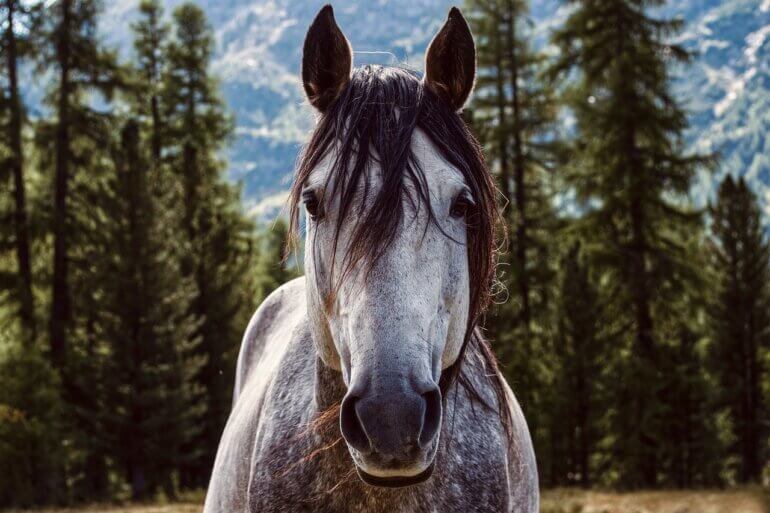 horse 5836459 1280