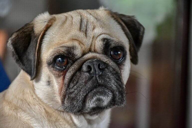 pug flat faced breathing impaired breeds heat wave