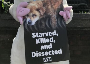 Today in Leeds: PETA Protests Japanese MSG Giant That Tortures Animals