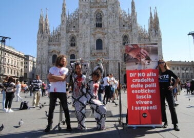 Milan Fashion Week: PETA Supporters ‘Skinned’ in Protests Against Exotic Skins
