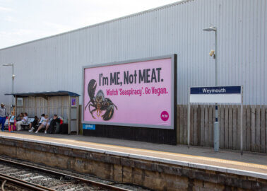 Spare a Thought for Lobsters! PETA Places Giant Billboards in Weymouth
