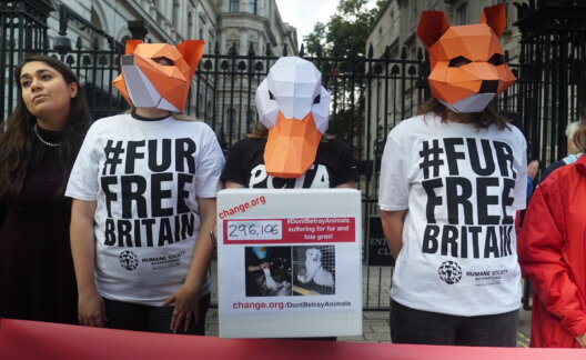 masks_downingstreet_dontbetrayanimals_demo_hsi