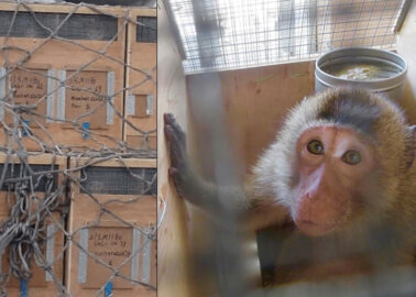 Malta-Based Airline Ships Monkeys to Laboratories – Help Now!
