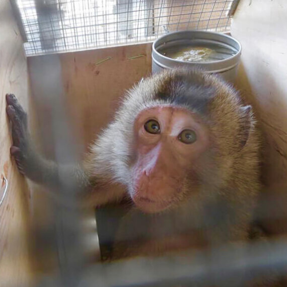 Malta-Based Airline Ships Monkeys to Laboratories – Help Now!