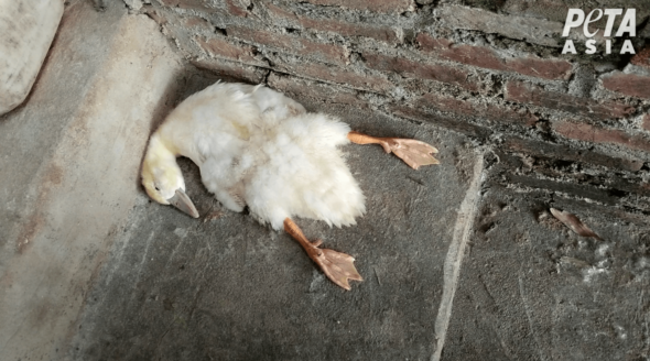 People for the Ethical Treatment of Animals | Animal Rights in the UK People for the Ethical Treatment of Animals | Animal Rights in the UK