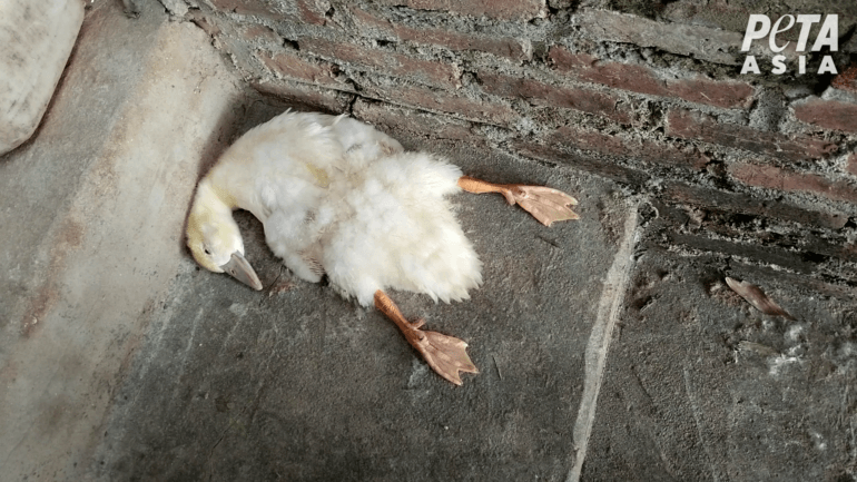 Dead duck at farm 2 Vietnam down investigation